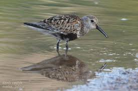 Attēlu rezultāti vaicājumam “Calidris alpina adult”