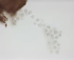 Attēlu rezultāti vaicājumam “Liceaceae”