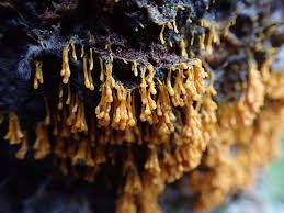 Attēlu rezultāti vaicājumam “Badhamia dubia spores”