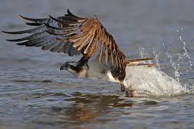 Attēlu rezultāti vaicājumam “Pandion haliaetus adult”