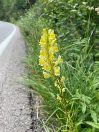 Image result for Linaria vulgaris