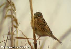 Image result for Emberiza fucata