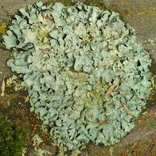 Attēlu rezultāti vaicājumam “Physcia aipolia”