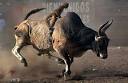 animal riding