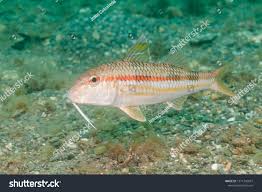 Image result for Mullus surmuletus