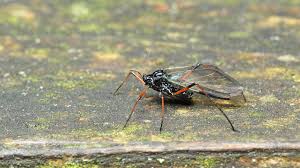 Attēlu rezultāti vaicājumam “Sternorrhyncha”