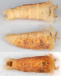 Attēlu rezultāti vaicājumam “Ennomos autumnaria male”