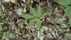 Attēlu rezultāti vaicājumam “Cardamine bulbifera leaf”