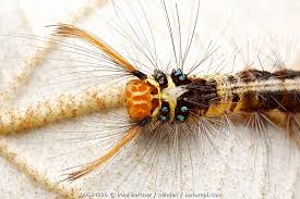 Attēlu rezultāti vaicājumam “Lymantriidae”