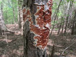 Attēlu rezultāti vaicājumam “Gloeoporus taxicola”