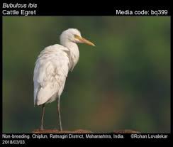 Attēlu rezultāti vaicājumam “Bubulcus ibis”