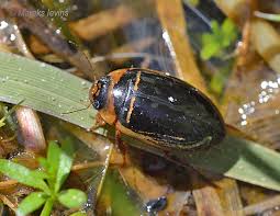 Attēlu rezultāti vaicājumam “Hydaticus transversalis”