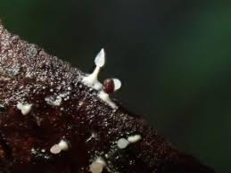 Attēlu rezultāti vaicājumam “Diachea subsessilis”