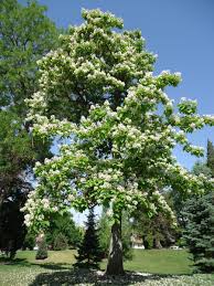 Attēlu rezultāti vaicājumam “Catalpa”