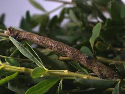 Attēlu rezultāti vaicājumam “Proutia betulina larva”