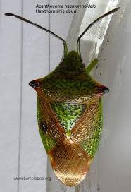 Attēlu rezultāti vaicājumam “Acanthosoma haemorrhoidale”