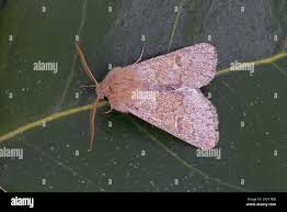 Attēlu rezultāti vaicājumam “Orthosia miniosa imago”