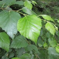 Attēlu rezultāti vaicājumam “Betula papyrifera leaf”
