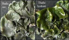 Attēlu rezultāti vaicājumam “Pleurosticta acetabulum”