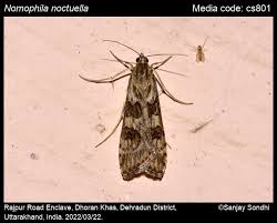 Attēlu rezultāti vaicājumam “Nomophila noctuella”