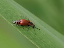 Attēlu rezultāti vaicājumam “Anthocomus rufus”