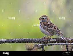 Image result for Emberiza rustica