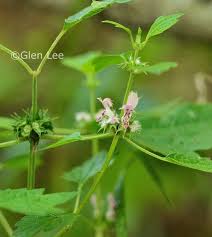 Attēlu rezultāti vaicājumam “Leonurus cardiaca flower”