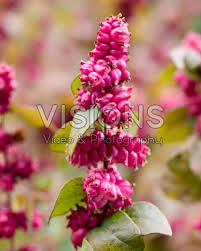 Attēlu rezultāti vaicājumam “Symphoricarpos x chenaultii”