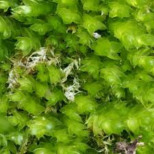 Attēlu rezultāti vaicājumam “Plagiothecium cavifolium”