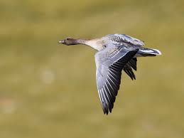 Attēlu rezultāti vaicājumam “Anser brachyrhynchus adult”