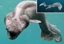 22 Sea Creatures That Will Keep You Dry - What on Earth?