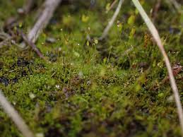 Attēlu rezultāti vaicājumam “Gymnostomum calcareum”