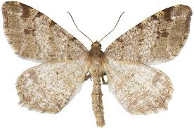 Attēlu rezultāti vaicājumam “Macaria signaria”