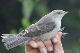 Attēlu rezultāti vaicājumam “Hippolais caligata adult”