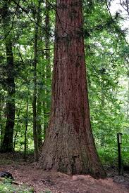 Image result for Mammutbaum