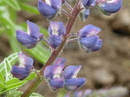 Image result for Lupinus polyphyllus Lindl.