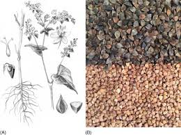 Attēlu rezultāti vaicājumam “Fagopyrum esculentum fruit”