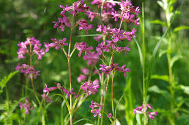 Attēlu rezultāti vaicājumam “Silene viscaria fruit”