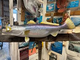 Image result for Cynoscion nebulosus