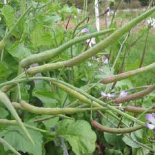 Image result for root-tail