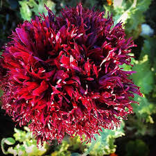 Image result for Papaver somniferum Black