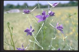 Attēlu rezultāti vaicājumam “Consolida regalis fruit”