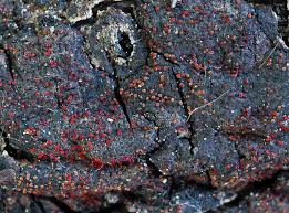 Attēlu rezultāti vaicājumam “Nectria episphaeria”