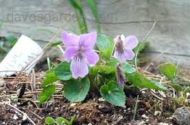 Attēlu rezultāti vaicājumam “Viola epipsila flower”