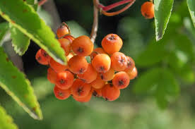 Attēlu rezultāti vaicājumam “Sorbus aucuparia fruit”