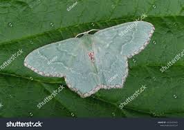 Attēlu rezultāti vaicājumam “Hemithea aestivaria”