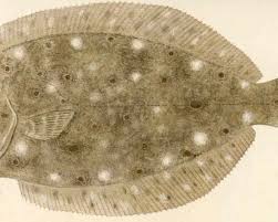 Image result for Paralichthys lethostigma