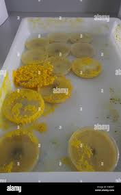 Attēlu rezultāti vaicājumam “Physarum rubiginosum plasmodium”