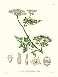 Attēlu rezultāti vaicājumam “Oenanthe aquatica fruit”