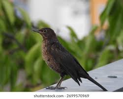 Attēlu rezultāti vaicājumam “Turdus merula juvenile”